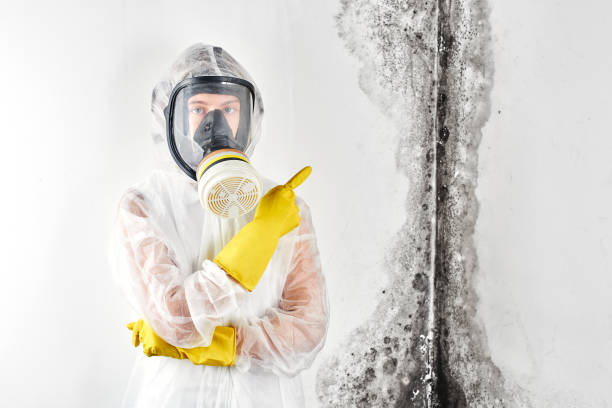 Best Basement Mold Removal in Una, WA